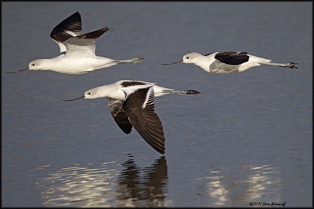 _1SB9289 american avocets.jpg